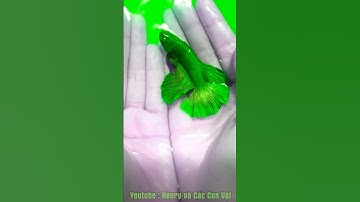 Cá Betta Đẹp Nhất Thế Giới #fish #bettafish