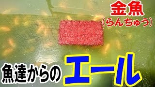 （#金魚）#らんちゅう ブリーダーの飼育記録No.76（魚達からのエール！ ）