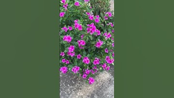 Cây dừa cạn chữa bệnh