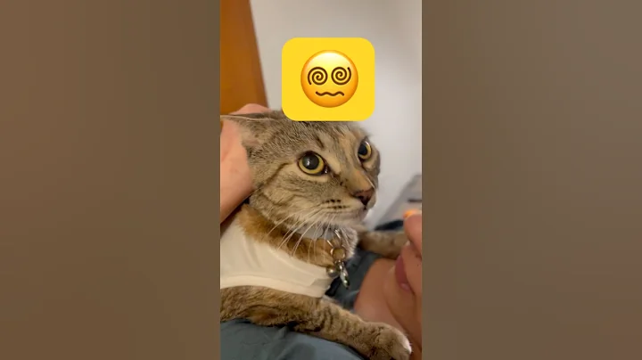 Video 8326221: cats kitten funnycats catlovers, cats funnycats catlover cute, funniest baby cats funny