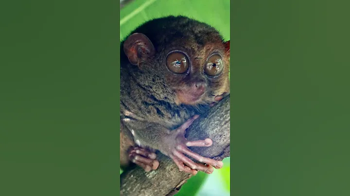 Why Do Tarsiers Have The Most INSANE Eyes In Nature?
