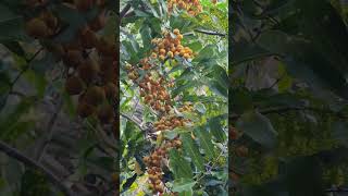 Invasive Tuckeroo / Carrot-wood tree