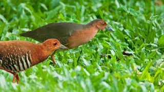 Suara burung Tikusan Merah