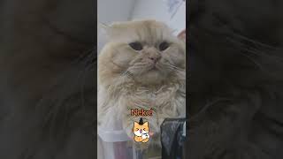 Cute_Kawaii_Neko 🧡 #ytshorts #cats #catshorts #catvideos #cat #pets #yrapatztv