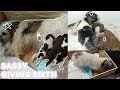  shih tzu giving birth first time philippines