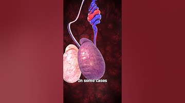 Can A Groin Kick Kill You? 😬