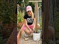 How to Grow Tons of Cucumbers in a 5-Gallon Bucket! 🥒📦