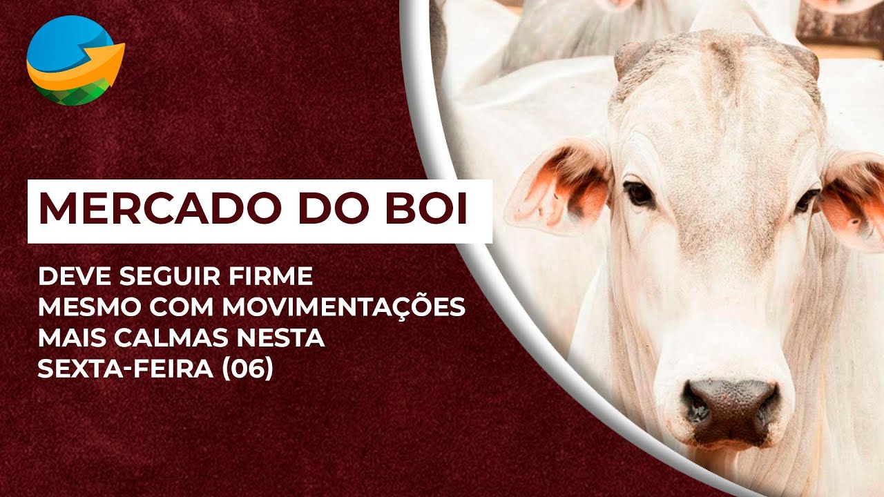 Mercado do boi gordo para São Paulo e exportação de carne bovina in natura  - TV Scot Consultoria - Portal do Agronegócio