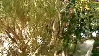 20090920.MP4