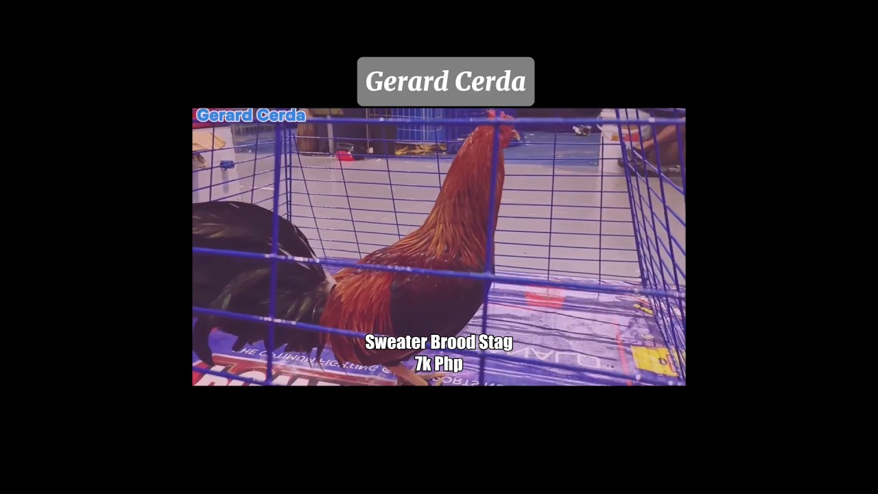 Sweater Brood Stag | Gerard Cerda 