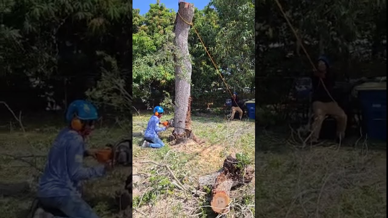 5 30 2025 Yes He Can TreeRoadhouse TreeTrimming TreeRemoval DunedinFL