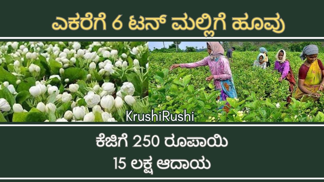 Jasmine farming-ಎಕರೆಗೆ 6 ಟನ್ ಮಲ್ಲಿಗೆ ಹೂವು,ಕೆಜಿಗೆ 250 ರೂಪಾಯಿ15 ಲಕ್ಷ ಆದಾಯ