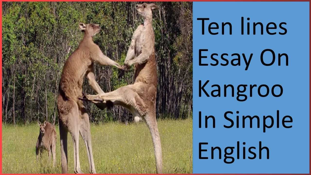 essay about kangaroo