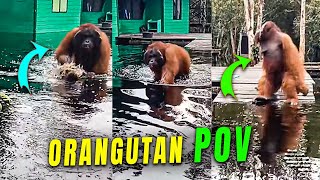 Adult Orangutan Walking Through Flood Waters While Following POV