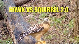 Hawk Catches Squirrel  #gamecam #redshoulderhawk #hawk #trailcam #hawkattack #raptor