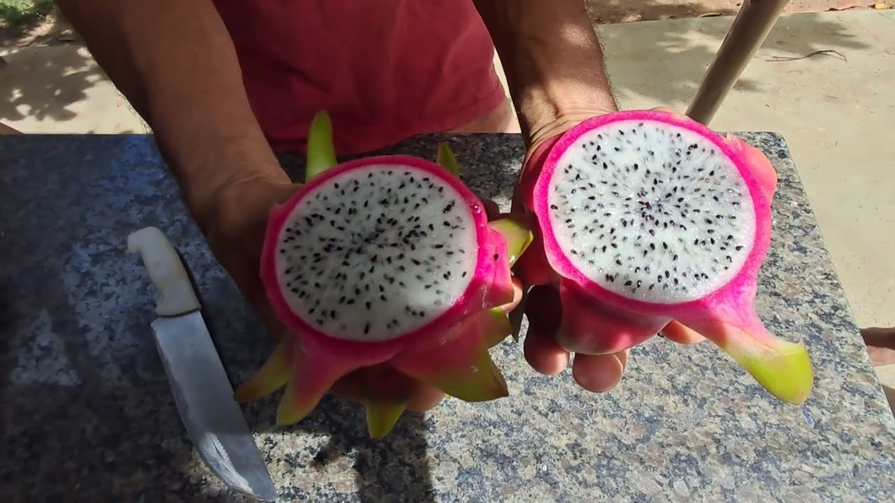 MAIS UMA NOVIDADE DE PITAYA NO SÍTIO 