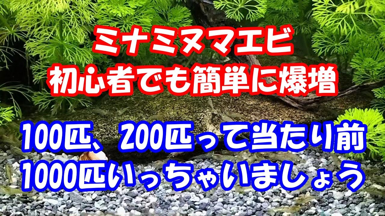 【初心者専用】【この動画を見て理解出来たら誰でもミナミヌマエビを数千匹に増やせます！】エビの増やし方　最終話～酸素供給の仕組み・エビの習性を利用して無限増殖！