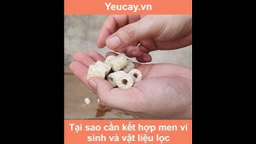 Tại sao cần kết hợp men vi sinh và vật liệu lọc