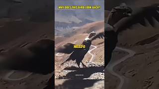 Why Condors Look Back After Being Released