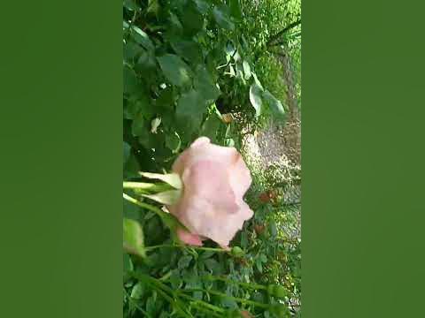 Природня краса - YouTube