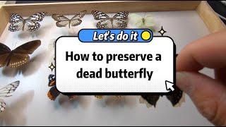 How to preserve a dead butterfly？