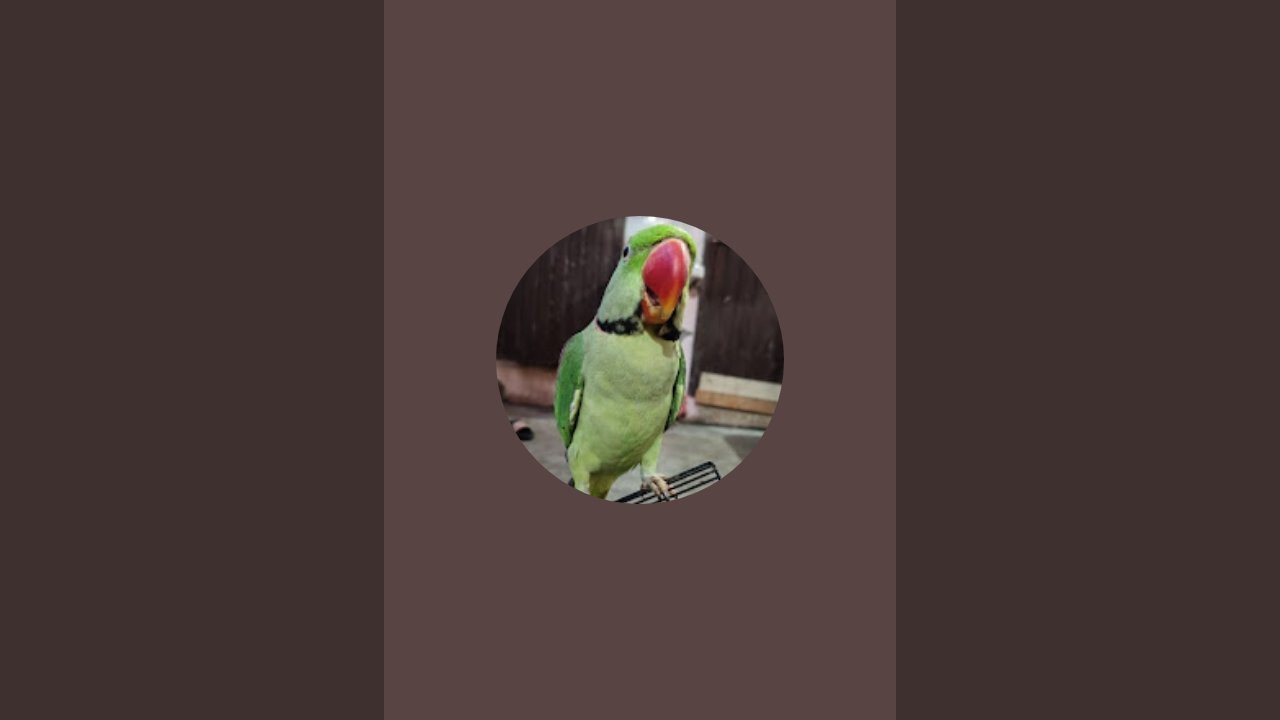 Parrot🦜_famliy_🦜 is live