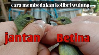 Cara membedakan KOLIBRI WULUNG ijoan TROTOL JANTAN BETINA