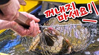 Seoul Garak-dong Fish Market Tour! Know the price