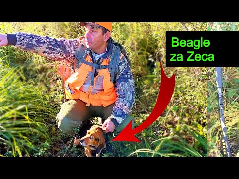 Kako početi trenirati Beagle psa za lov na zeca