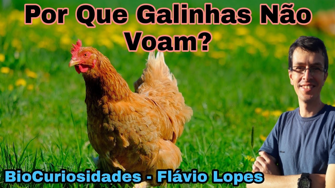Por que GALINHAS Não VOAM? - YouTube