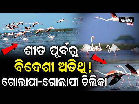 ଚିଲିକା ଦିଶୁଛି ଗୋଲାପୀ-ଗୋଲାପୀ! ଶୀତ ପୂର୍ବରୁ ଆସିଲେ ବିଦେଶୀ ଅତିଥି | Chilika Lake