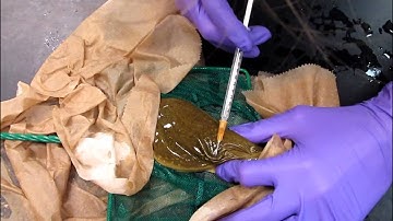 Making Transgenic Xenopus laevis: Hormone Injections