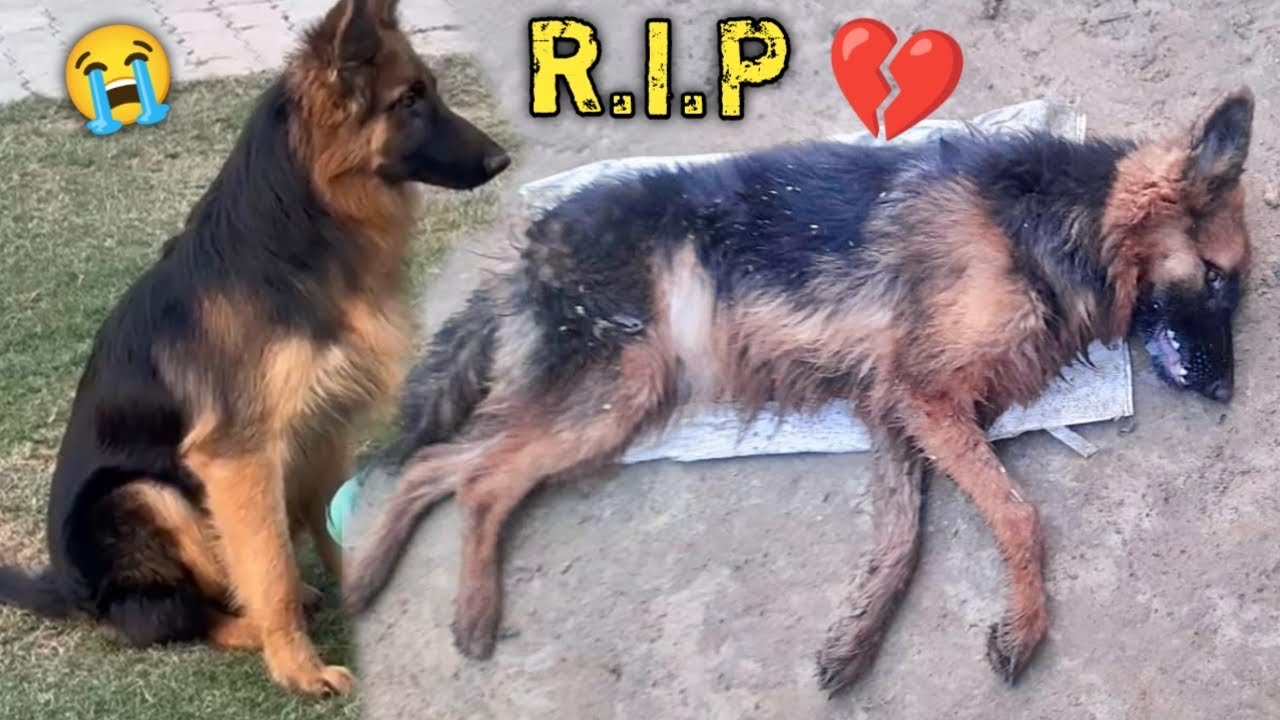 LAXY Marshal Or Hume Chhod Kr Chli Gyi 😭