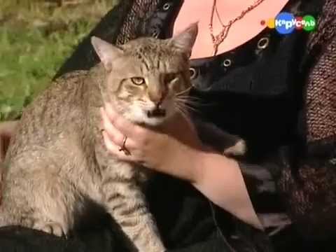Пиксибоб - Все О Породе
