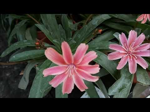 Wideo: Jak uprawiać liścienie lewisia?