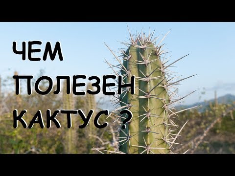 Видео: Claret Cup Информация за кактуси - Съвети за отглеждане на растения Claret Cup Cactus