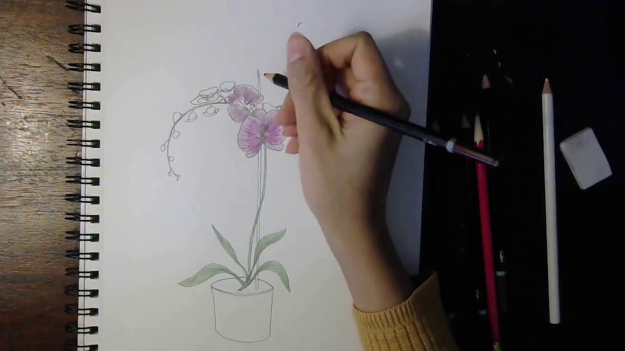 Cách Vẽ Hoa Phong Lan - How To Draw An Orchid: Step By Step Tutorial -  Youtube