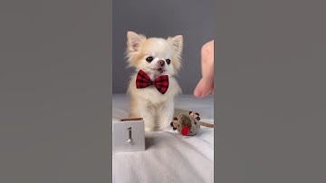 Chihuahua Cedric Opens Advent Calendar | Day 1 #shorts