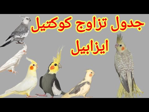 ناتج تزاوج كوكتيل ايزابيل من طفرات الكوكتيل