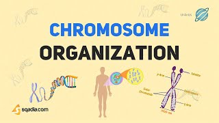 Chromosome Structure, Function and Organization | Cell Biology Basics | Introduction