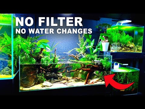 Planted Tank Ecosystem- NO WATER CHANGES- Is It possible? How To No Filter No Ferts No co2 No Heater