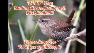 Suara winter Wren masteran burung kecil, pleci, konin dll