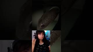 The Snake is Eating Me!!! - Digested