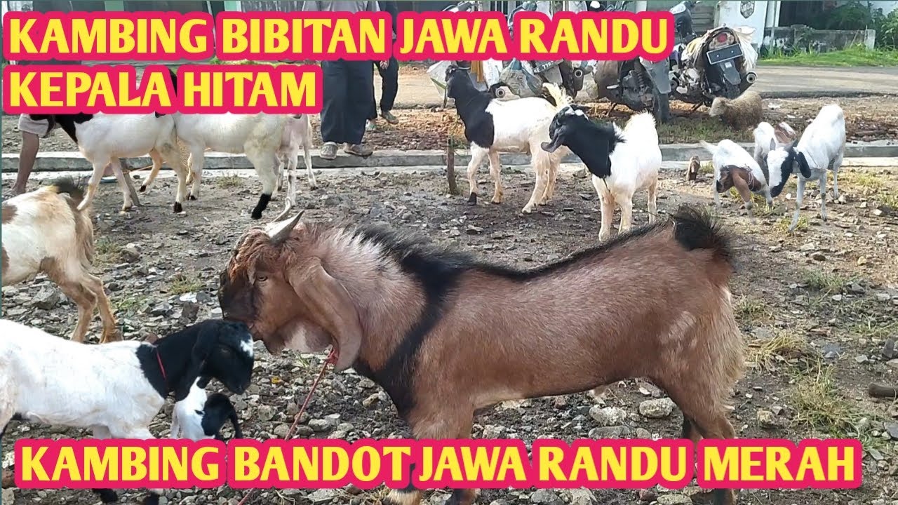 KAMBING BANDOT JAWA RANDU MERAH DAN BIBITAN JAWA RANDU KEPALA HITAM ...