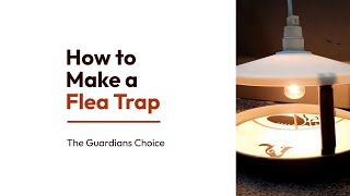How To Make A Flea Trap That Actually Attracts Fleas | How to Make a Flea Trap