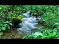 Soothing Birds Chirping in the Woods, Gentle River Flow, ASMR