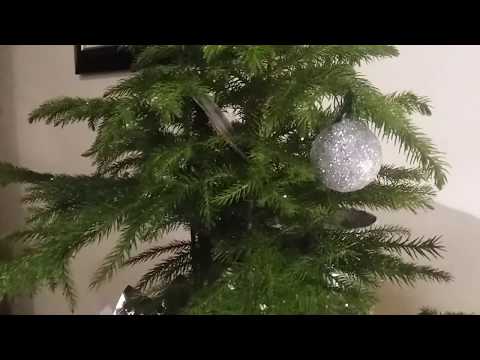 Vídeo: Norfolk Pine Care Indoors: Dicas para cuidar de uma planta de pinheiro da Ilha Norfolk