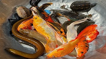 Kem Chanel lái công nông bắt cá ống nước chảy có cá chép, cá vàng, cá trê vàng, con lươn, con rùa