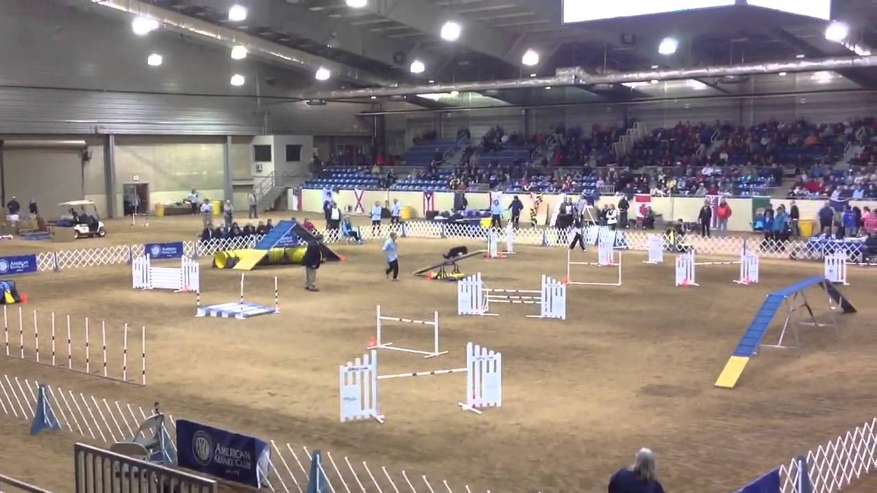 2013 AKC National Agility Championship 26 Winner YouTube 2013-akc-national-agility-championship-26-winner-youtube