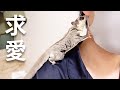 珍しい鳴き声で夜鳴きが続くのでケージから出すと求愛されました、笑